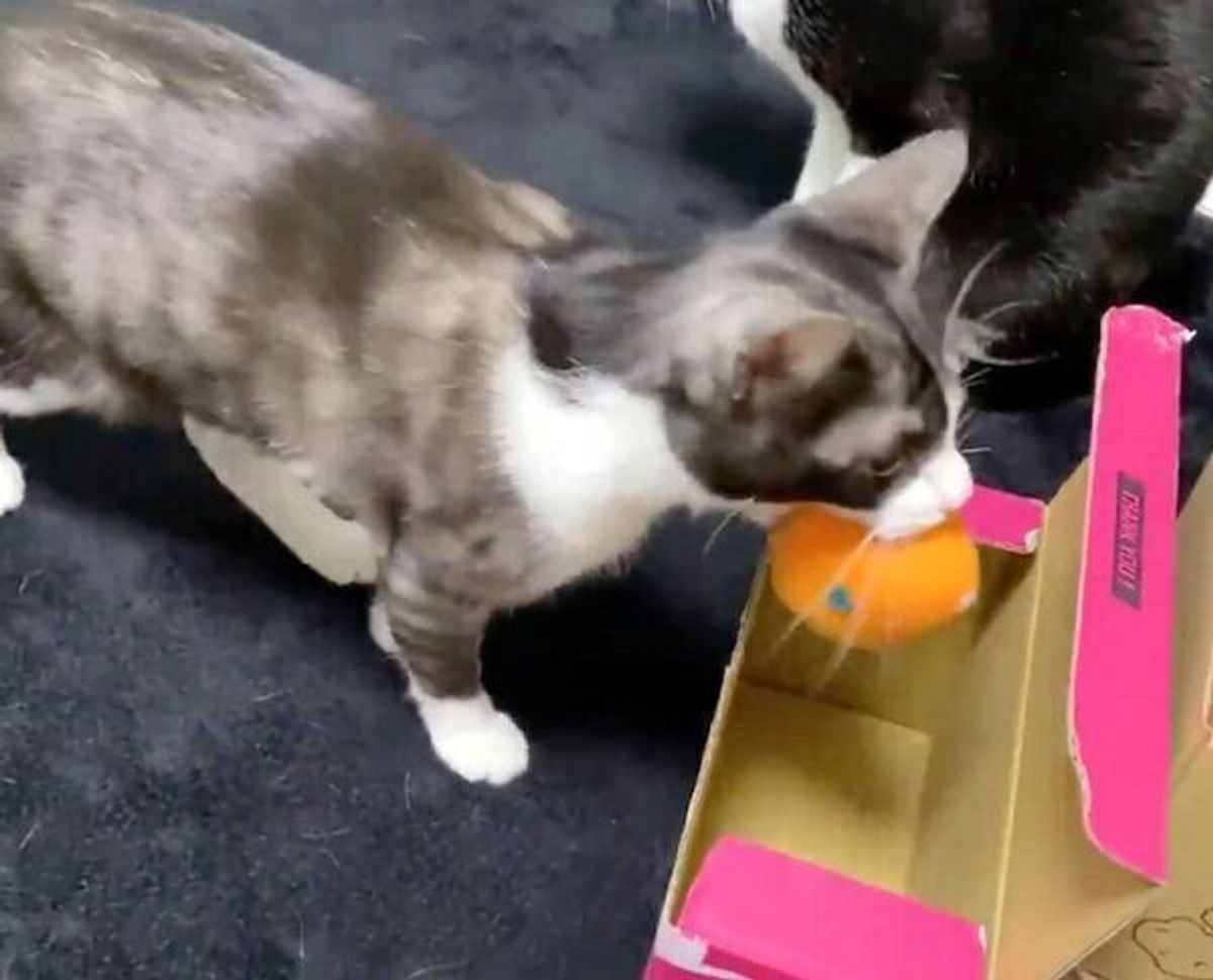 天才猫 現る 投げたボールをとってくる猫がその後に見せた 行動 に驚き ねこのきもちweb Magazine 天才猫 現る 投げたボールをとってくる猫がその後に見せた 行動 に驚き ねこのきもちweb Magazine