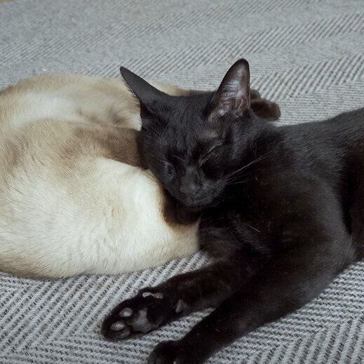 わらびちゃんを枕にして寝る　くろみつくん