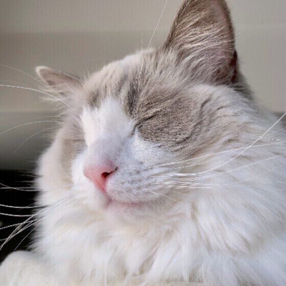 幸せそうな表情のラグドール