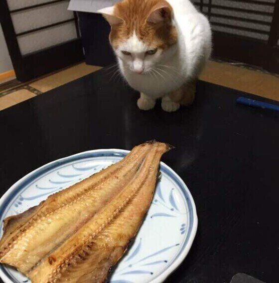 MIXにけちゃん　食べ物