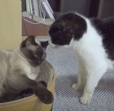 元気くんと、わらびちゃん♡