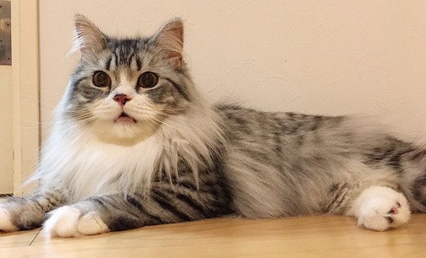 見つめるスコティッシュフォールド・ロングヘア