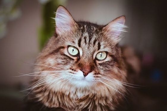 まっすぐ見つめる猫