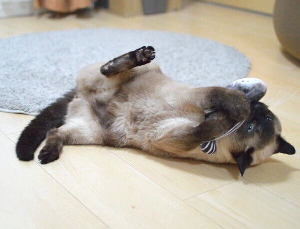 おもちゃで遊ぶアルくん