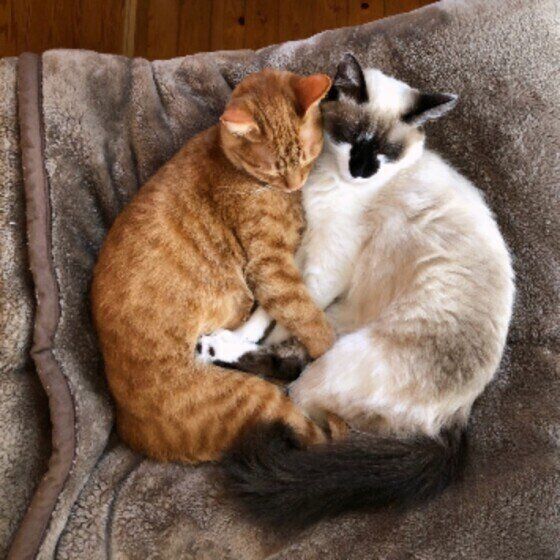 トト子ちゃんと同居猫ちゃん