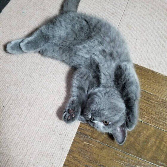 ブリティッシュショートヘアの永遠ちゃん