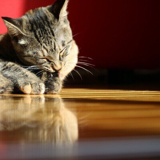 毛づくろいする猫