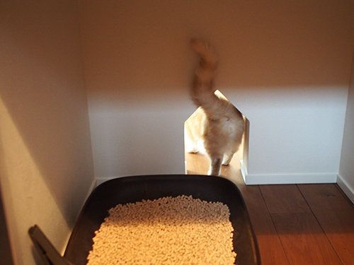 マンチカンぷーちゃん