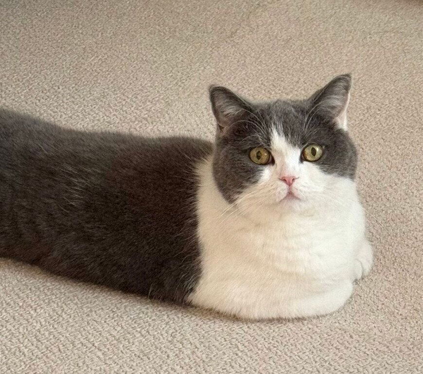 まったりするおもちちゃん