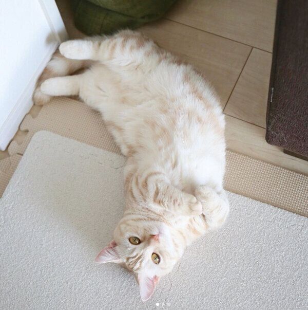 寝転がるナツちゃん