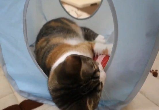 エビと格闘するマンチカン