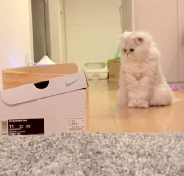 箱を見つめる猫