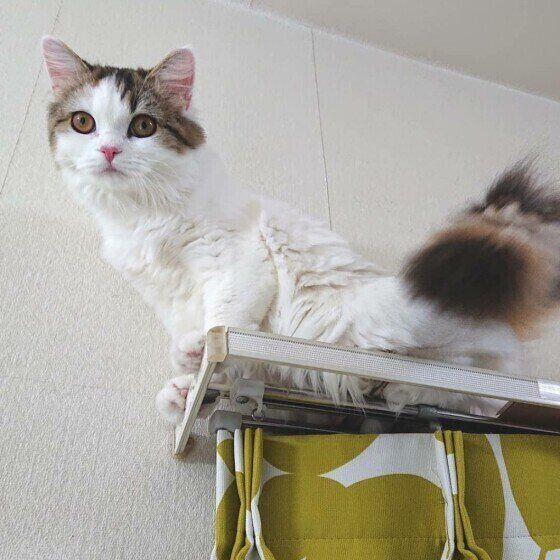 スコティッシュフォールド