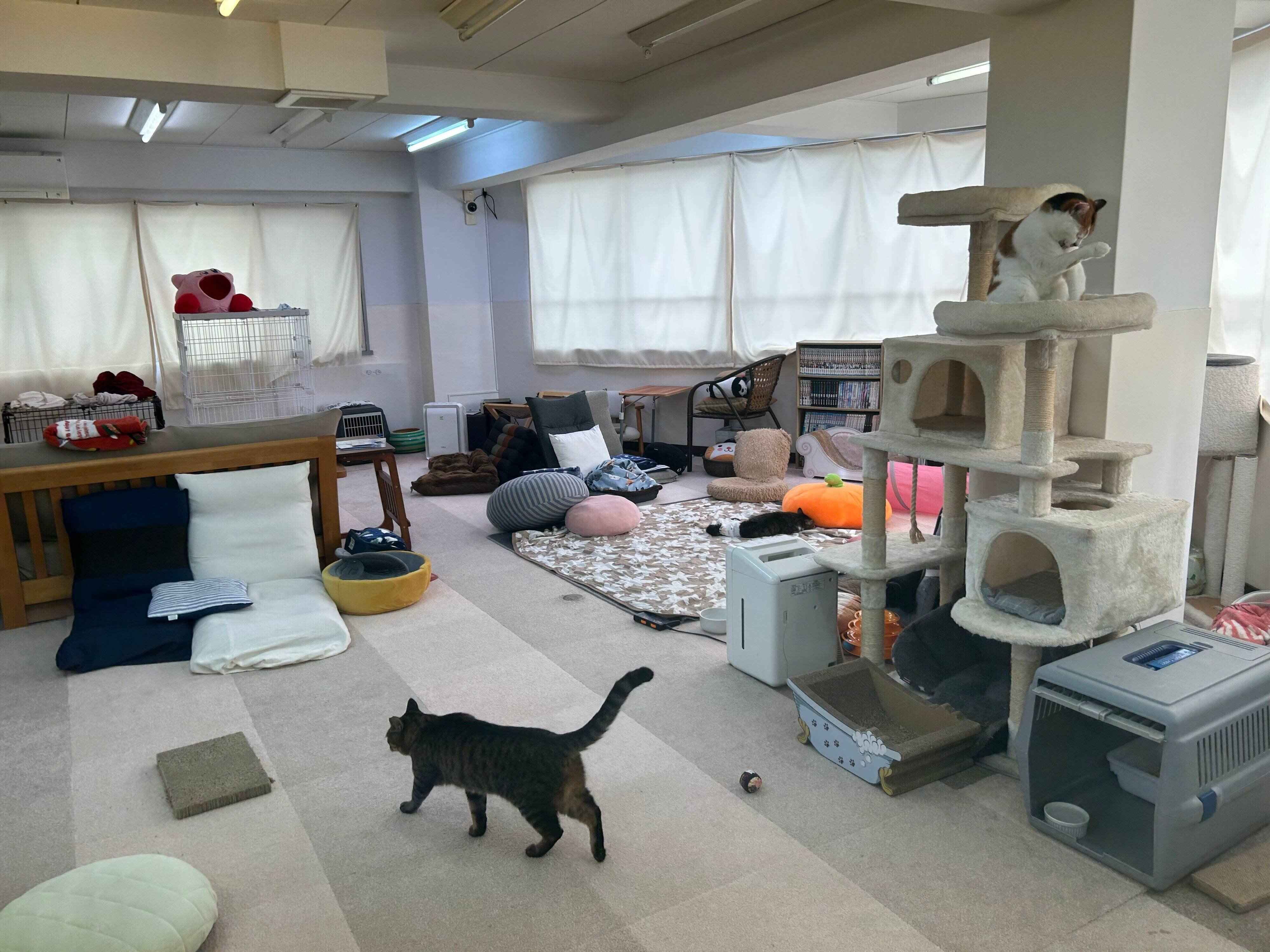 アットホームな店内で猫たちとくつろいで
