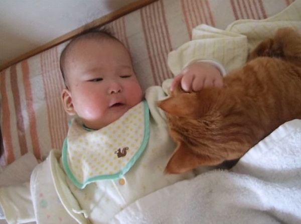 赤ちゃんと猫