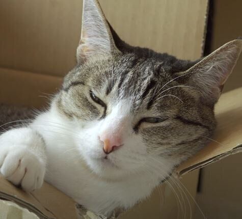 ねこ　おはぎちゃん