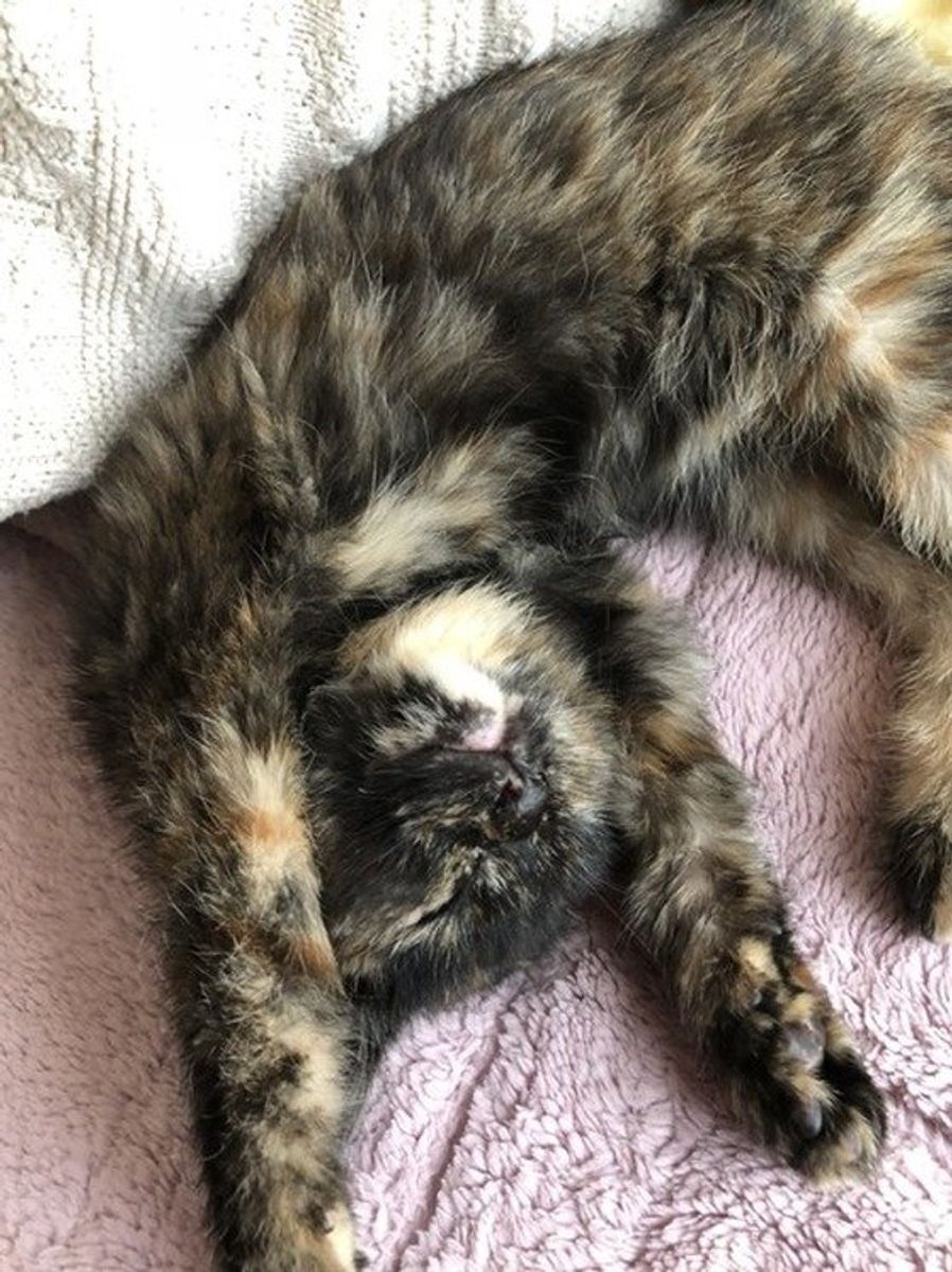 獣医師監修 猫の避妊手術 したほうがいい 費用や術後の変化 ケアも ねこのきもちweb Magazine 獣医師監修 猫の避妊手術 したほうがいい 費用や術後の変化 ケアも ねこのきもちweb Magazine