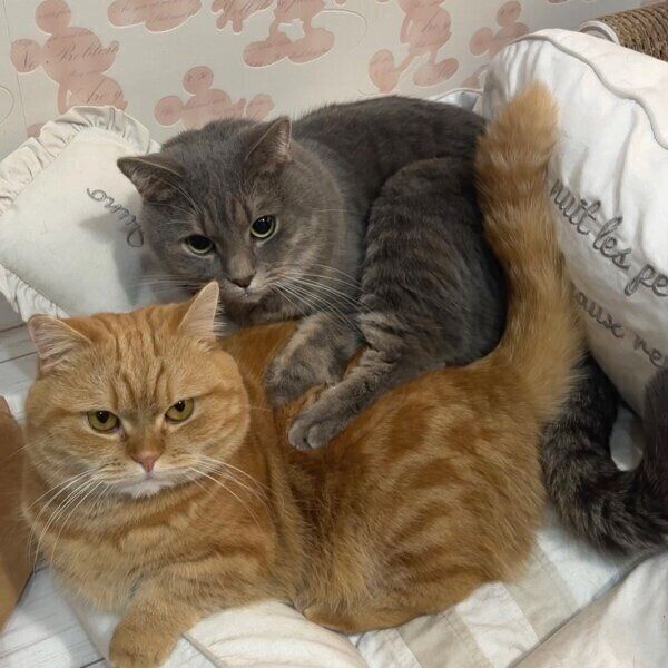 仲良く寄り添う2匹