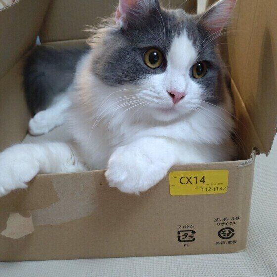 箱に入るラガマフィン