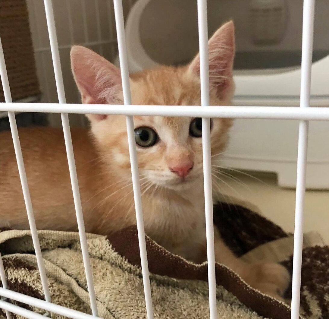 お迎え初日のぽっけくん