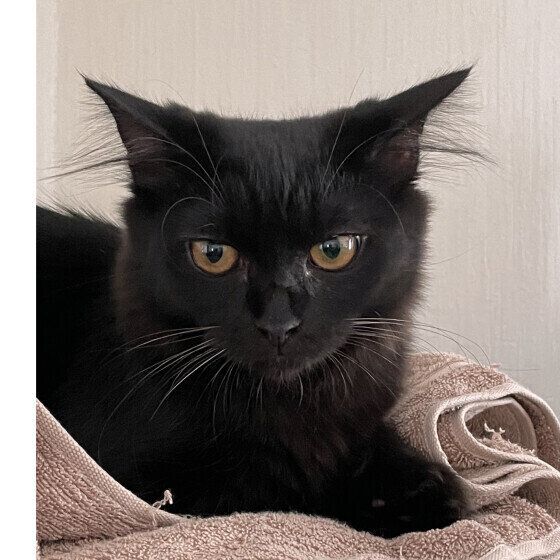 MIX黒のクロちゃん