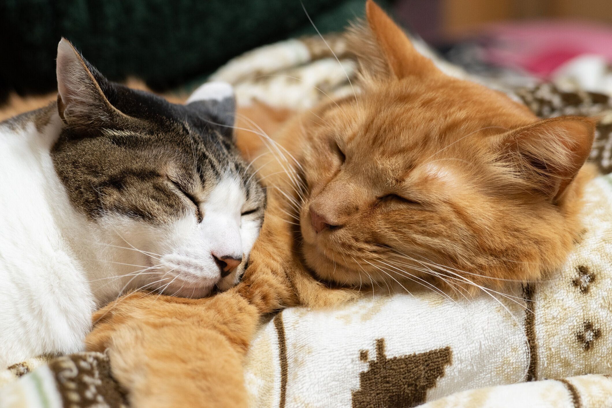 くつろぐ2匹の猫