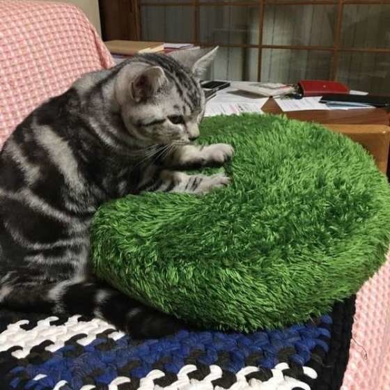 ふみふみするあめちゃん