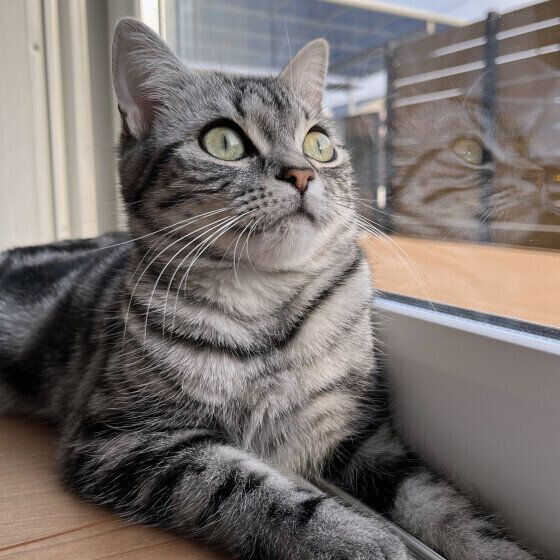 うたちゃん（アメリカンショートヘア）