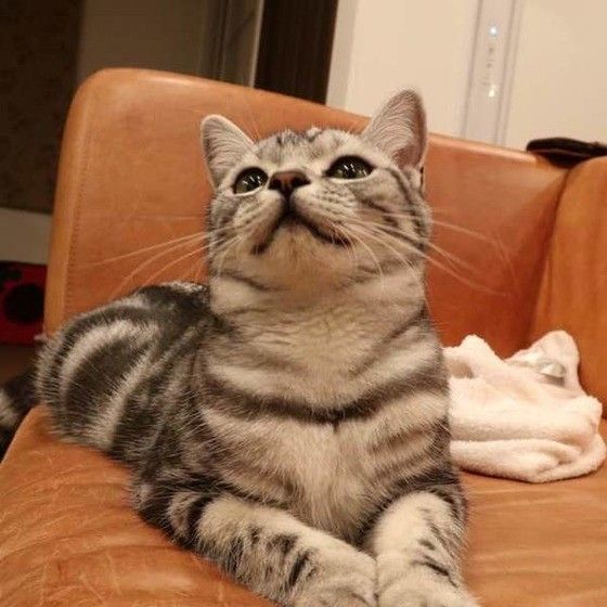 見つめるアメリカンショートヘア