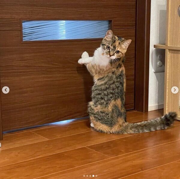 玄関をのぞき見るむぎめちゃん