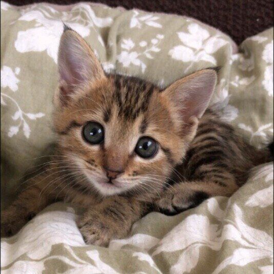 優ちゃん（MIX キジトラ）