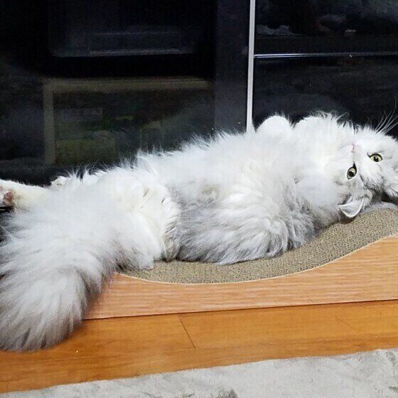 仰向けで寝るしほんちゃん