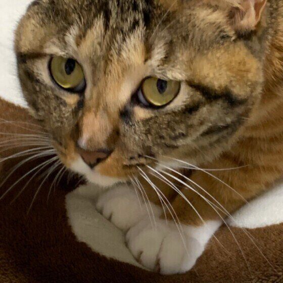 みかんちゃん（MIXキジトラ）