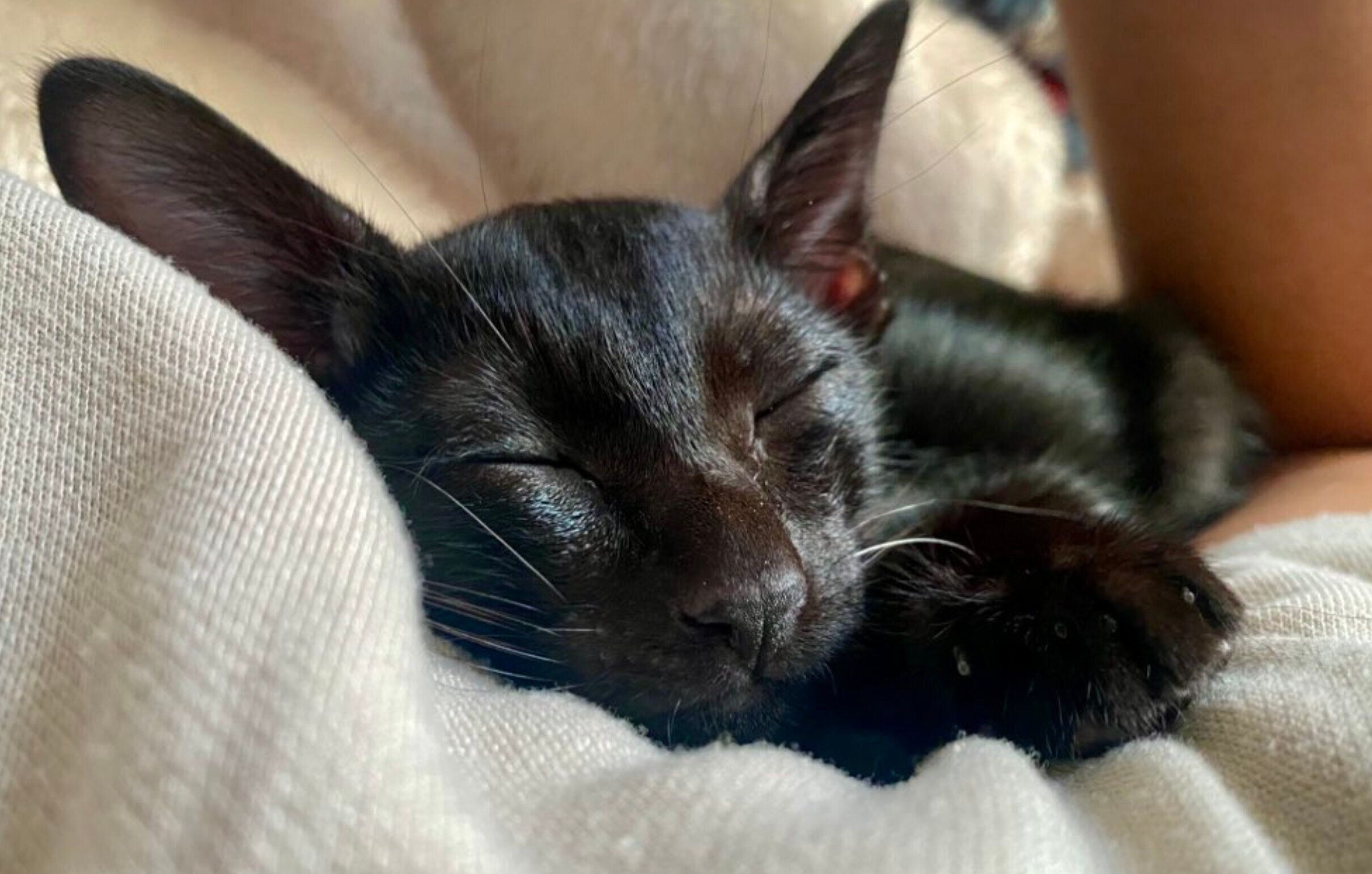 お迎え翌日のウニちゃん