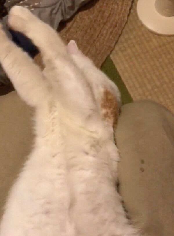 体重をかけるちくわくん