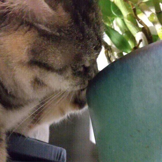 クンクンするミミちゃん（MIX）