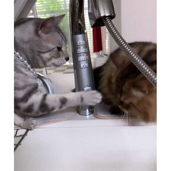 水を掴みたいこいちゃくんと、止めようとするくろみつくん