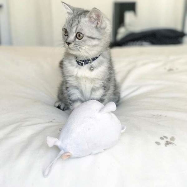 何とかしたい子猫の夜鳴き 近所迷惑にも 理由を知ることで対策を ねこのきもちweb Magazine