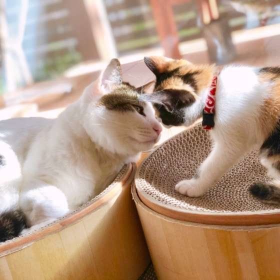 ひなたぼっこする猫と子猫