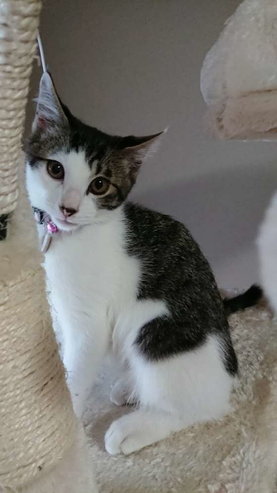 ねこのきもち投稿写真ギャラリー