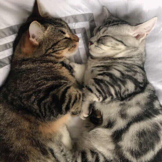 仲良く眠るマンチカン