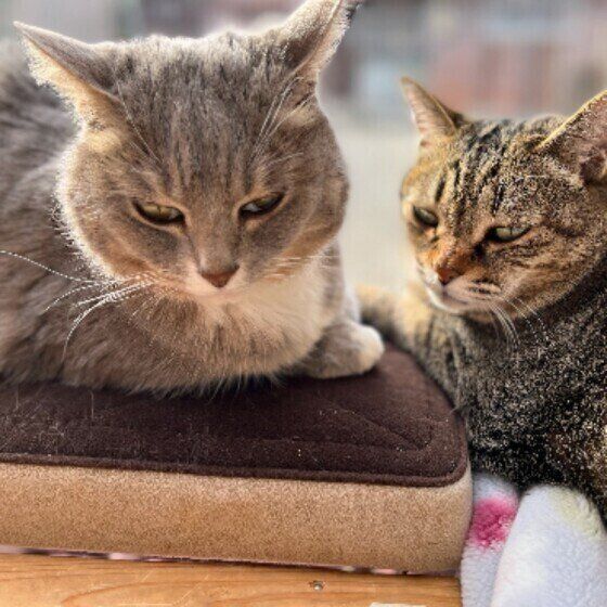 イカ耳をするMIXの女の子