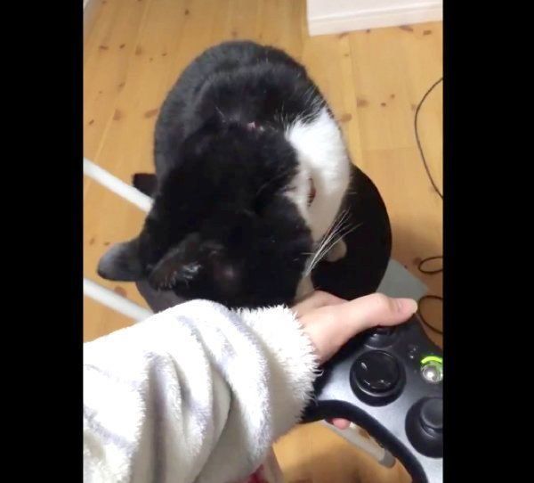 「ゲームをやめて」と飼い主さんにアピールする猫