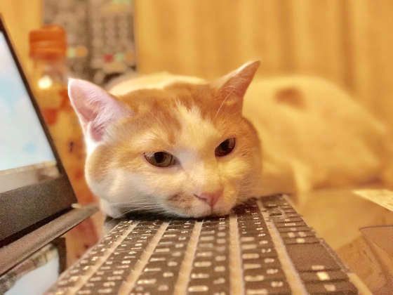 パソコンに乗る猫