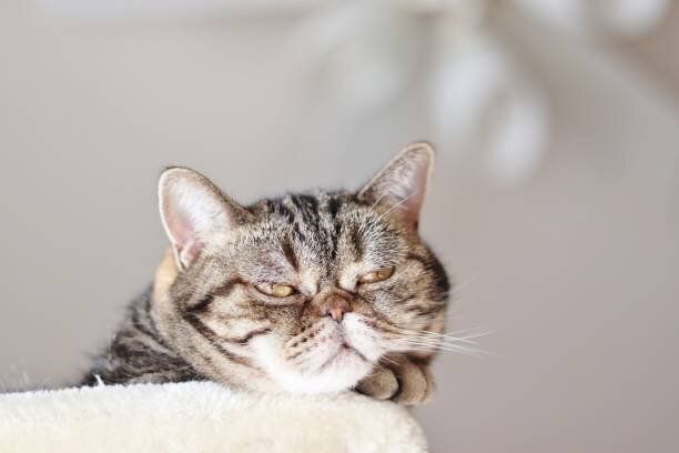 不機嫌な表情をした猫