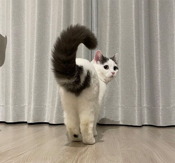 後ろ姿が可愛いフクちゃん