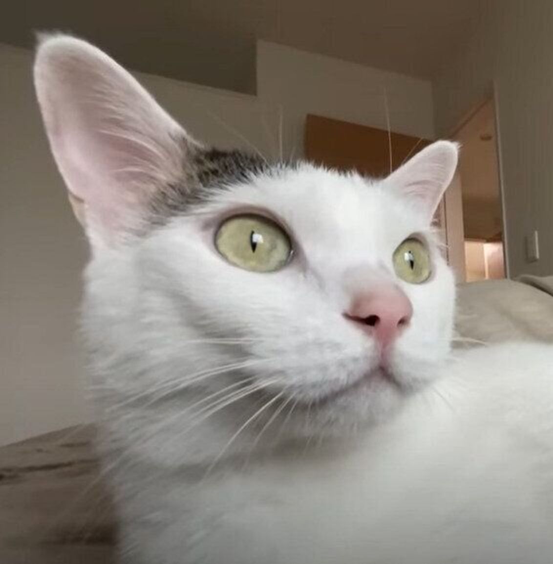 動画 鳥を見つけて とりーさん わん としゃべる 猫 ねこのきもちweb Magazine 動画 鳥を見つけて とりーさん わん としゃべる 猫 ねこのきもちweb Magazine