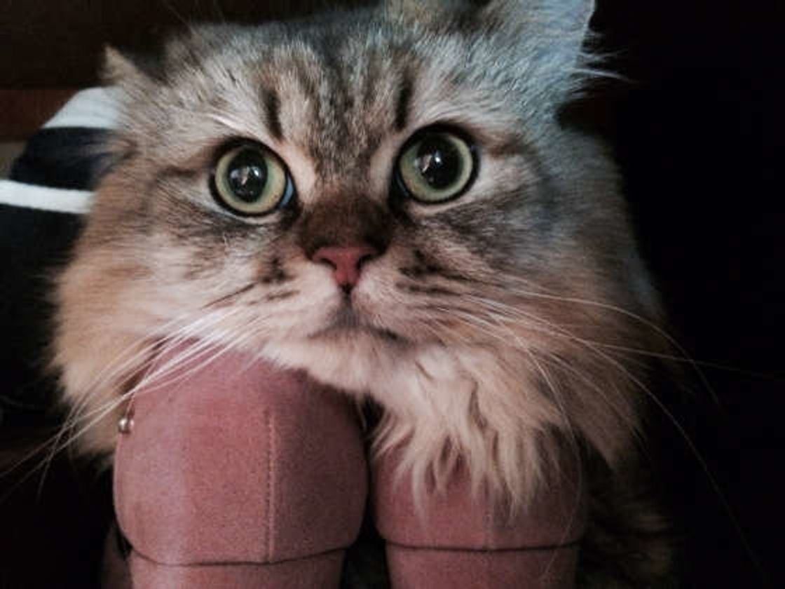そんなに魅力的 猫が飼い主さんの靴のニオイを嗅ぐ心理 ねこのきもちweb Magazine そんなに魅力的 猫が飼い主さんの靴のニオイを嗅ぐ心理 ねこのきもちweb Magazine