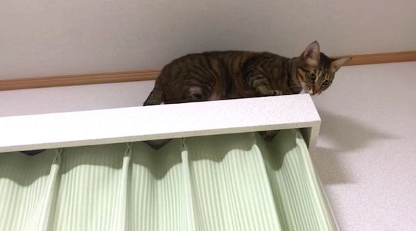 見下ろす猫