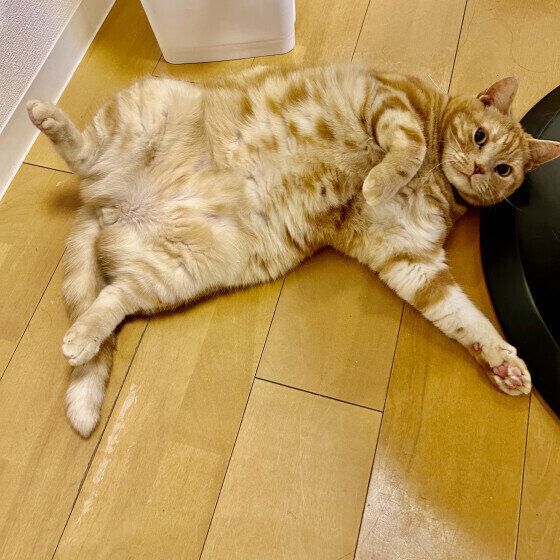 ヘソ天をするアメリカンショートヘア